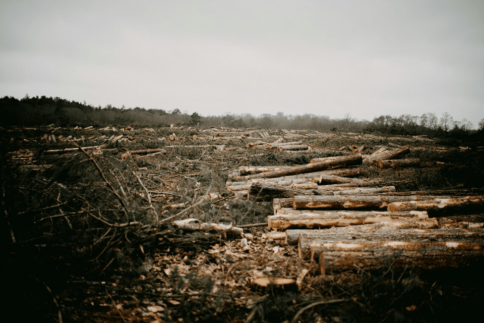 Two projects in Peru that Singapore recently secured its first set of nature-based carbon credits from involve protecting forested areas from logging.  PHOTO ILLUSTRATION: UNSPLASH