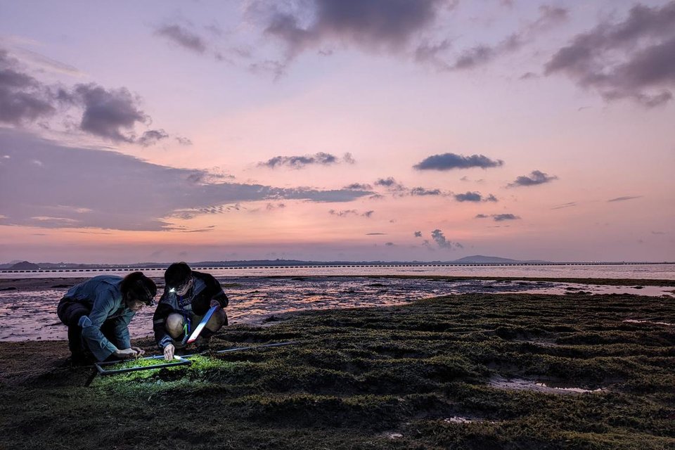 Researchers studying the health and diversity of seagrasses off Changi Beach Park at dawn.  PHOTO: DEBBY NG