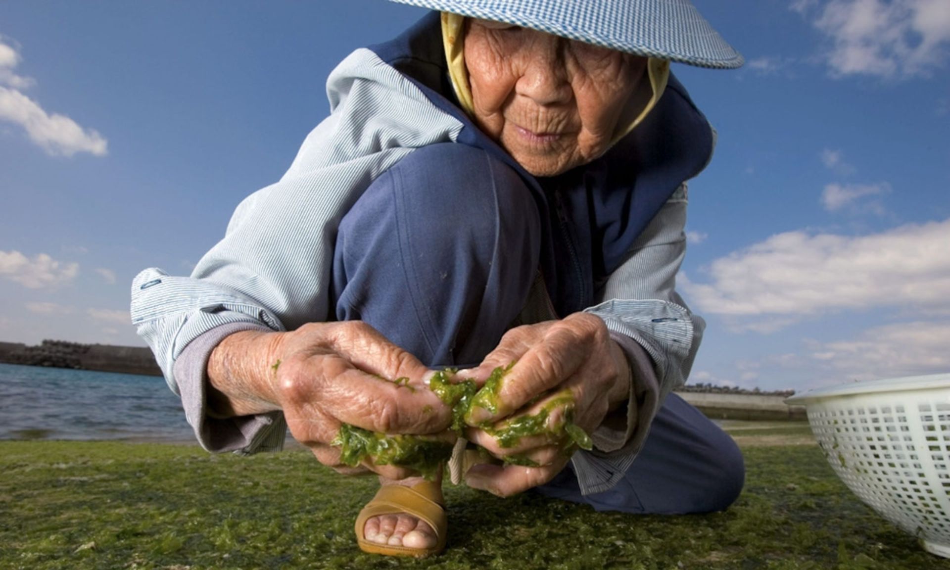 Okinawans have been made famous by Dan Buettner’s Blue Zone research for living to 100. Vegetable seed oils high in omega 6 fats are not a part of their diets.
