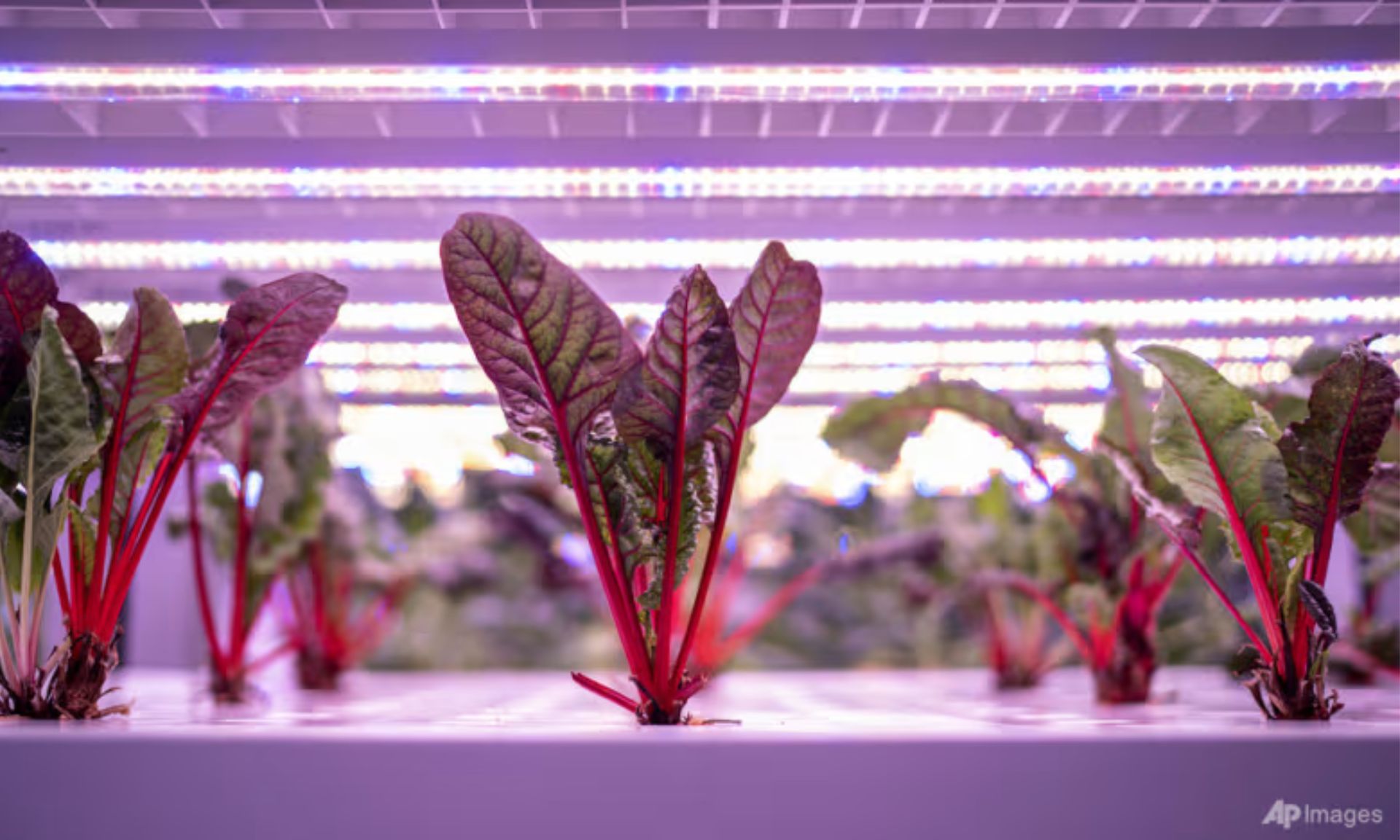 Some local farms have faced delays or failures, in a blow to Singapore's goal to produce 30 per cent of nutritional needs locally by 2030.