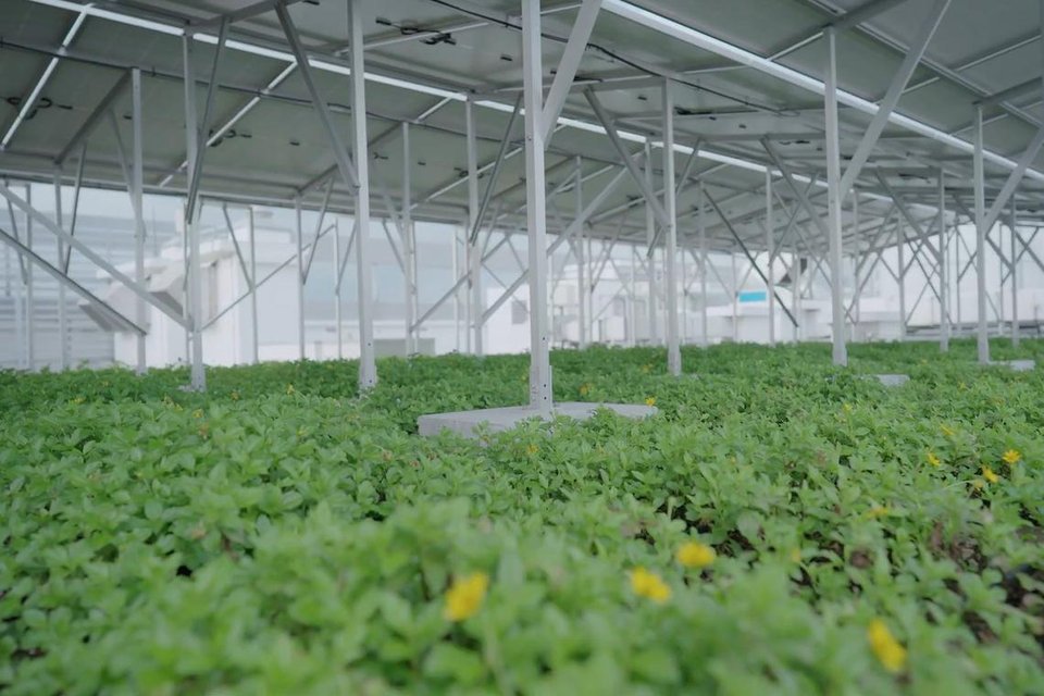 The findings challenge the traditional view that solar panels and green roofs are mutually exclusive as both systems need direct sunlight.  PHOTO: COURTESY OF NPARKS